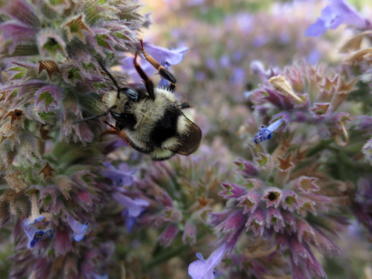 Bee climbing by Susan Fluegel